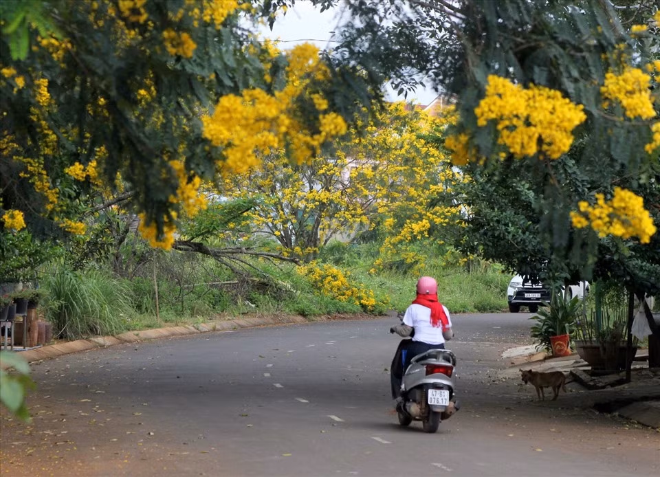 Hoa phượng vàng làm mê hoặc lòng người.