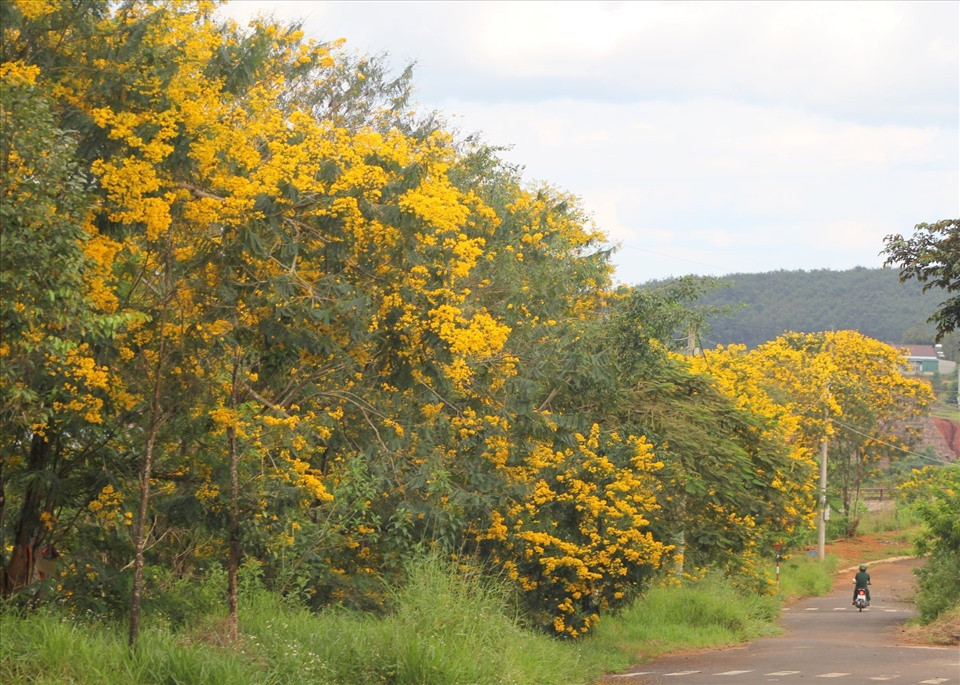 Thời điểm này, ở bất cứ nơi đâu trên địa bàn thành phố Gia Nghĩa cũng nhìn thấy hoa phượng vàng khoe sắc.