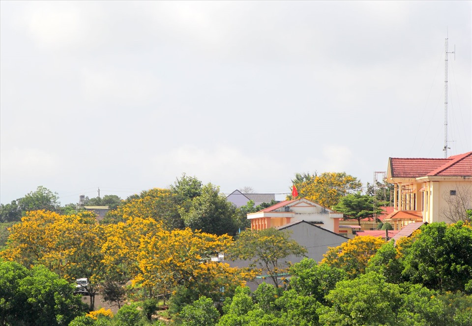 Hoa phượng vàng làm nền cho các tòa nhà trở nên nổi bật.