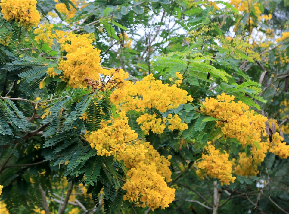 Hoa phượng vàng kết thành từng chùm rực rỡ.