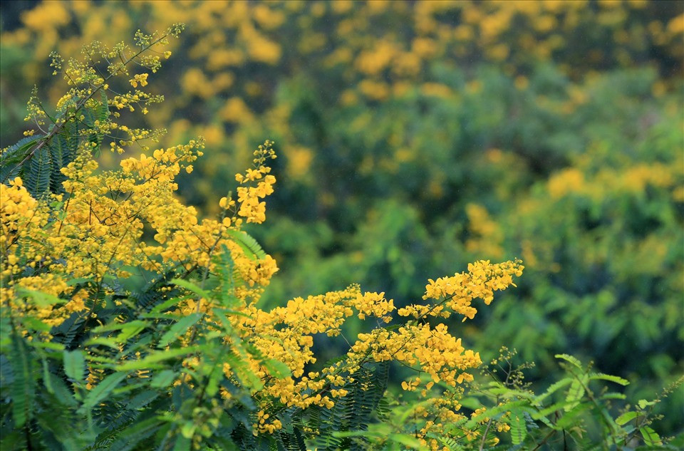 Từ rất lâu, hoa phượng vàng đã trở thành nét đặc trưng thú vị, hấp dẫn của đô thị Gia Nghĩa.