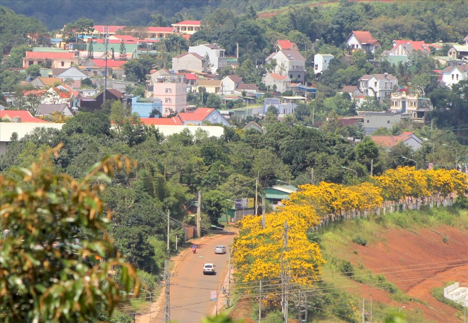 Hoa phượng vàng khoe sắc trên các tuyến đường.