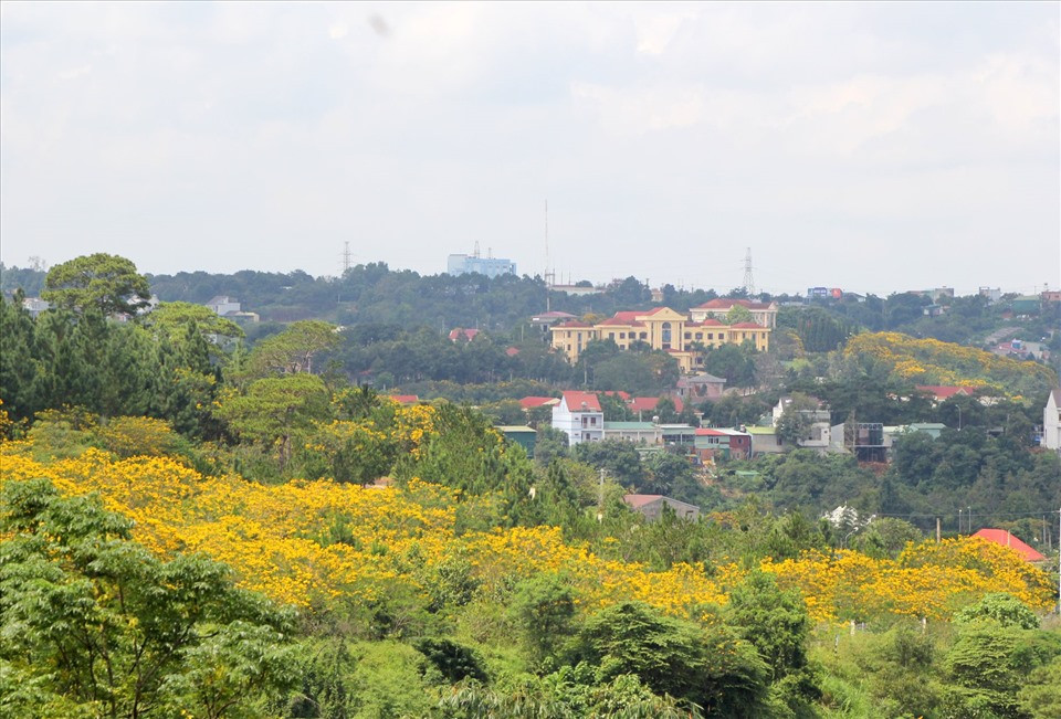 Hoa phượng vàng là loại cây bản địa hay mọc ở các thung lũng, khe suối, sao hồ... ở Đắk Nông.