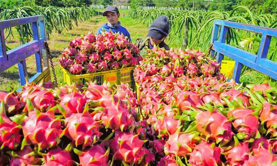 Binh Thuan noi gi ve tin Trung Quoc phat hien SARS-CoV-2 tren bao bi thanh long?