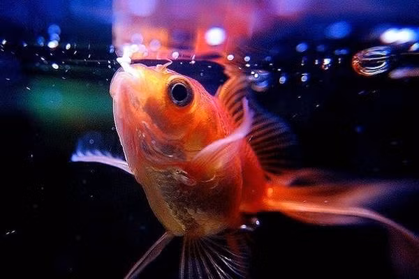 Một trong những loài cá phong thủy được chọn nuôi nhiều là cá vàng. Theo một số quan niệm về phong thủy, cá vàng không chỉ tượng trưng cho tiền tài, danh vọng mà còn mang đến sự giàu sang và phú quý cho gia chủ.