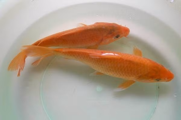 Cá chép vàng được coi là loại cá mang lại nhiều nhất sự giàu sang, phú quý. Cá chép vàng đại diện cho sự sung túc, sự vượt lên mạnh mẽ và sức mạnh. Vậy nên nếu bạn có bể cá lớn thì hãy thả vài chú cá chép vàng để mang lại may mắn, thịnh vượng cho gia đình.