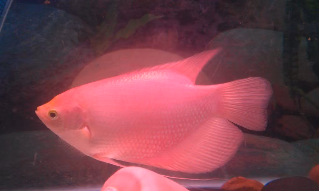 Cá tài phát màu hồng nhạt được tin là sẽ mang lại vận may và tài lộc cho gia đình.