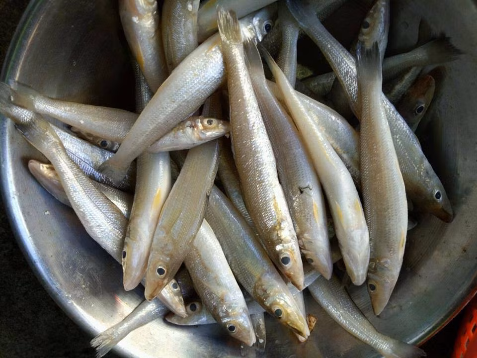 Cá đục là loại cá tầng đáy sống gần bờ nhất.