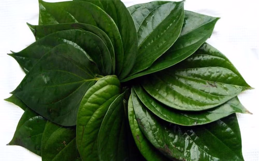 Có thể dùng lá trầu tươi, lá rau răm (vò nát, đắp lên chỗ ngứa). Hoặc chuẩn bị sẵn một ít giấm ăn, muối ăn, khi cần thiết, pha vào nước sạch vài thìa cà phê, ngâm chân vào đó ngày 2- 3 lần, khoảng 10 phút mỗi lần.