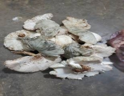 Loại nấm độc mà gia đình bà Ly ăn và bị ngộ độc do cán bộ TTYT thuận Châu lấy mẫu từ thực phẩm còn sót lại.