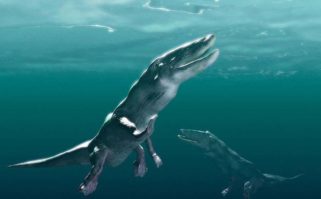 Bài công bố trên tạp chí khoa học Proceedings of the Royal Society B cho biết, Phiomicetus anubis có khả năng là một loài săn mồi hàng đầu đại dương với thân hình vô cùng đồ sộ, 4 chân to khỏe, đầu có mõm nhọn và sở hữu hàm răng đặc biệt sắc.