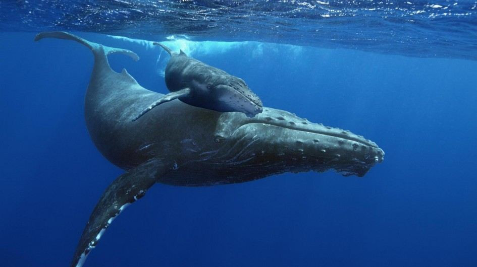 Cấu tạo của hộp sọ cũng cho thấy, đây thực sự là một quái thú săn mồi cực thiện chiến với nhiều cấu trúc tương tự như cá voi hiện đại. Trong quá khứ, cá voi 4 chân này chắc chắn là nỗi ám ảnh lớn cho các sinh vật khác ở đại dương.