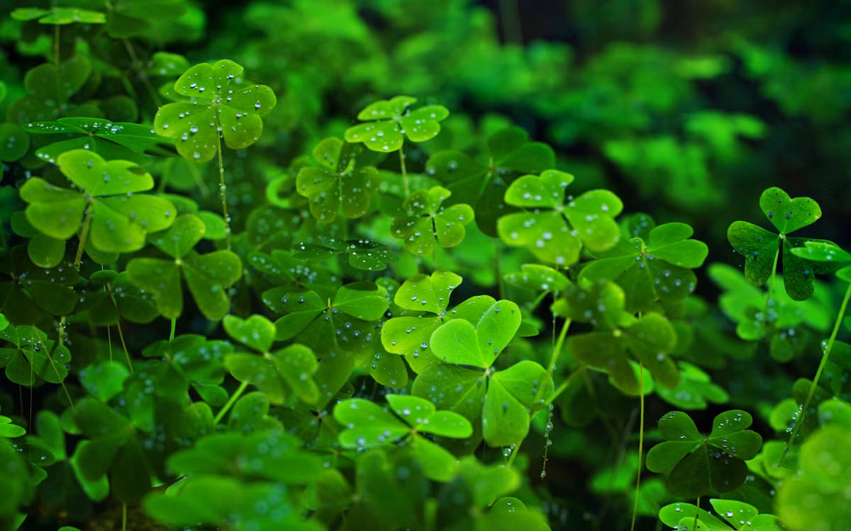 Người sinh vào ngày 3 và 10 Âm lịch. Người sinh vào ngày 3 Âm lịch có tâm, có tài nhưng cuộc đời gặp phải nhiều thăng trầm, thậm chí nhiều người phải tha phương lập nghiệp mới nên cơ đồ. Trong nửa đầu cuộc đời, họ vốn vấp phải nhiều thị phi và sóng gió ngoài cuộc đời mưu sinh.