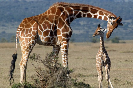 Một phát hiện quan trọng khác đó là hươu cao cổ cũng có “hiệu ứng bà ngoại”. Hiệu ứng này còn xảy ra ở một số loài khác như voi, cá voi sát thủ, và cả con người. Đó là khi một số loài sẽ sống sót và phát triển sau khi kết thúc giai đoạn sinh sản nhằm hỗ trợ nuôi dạy con cháu.