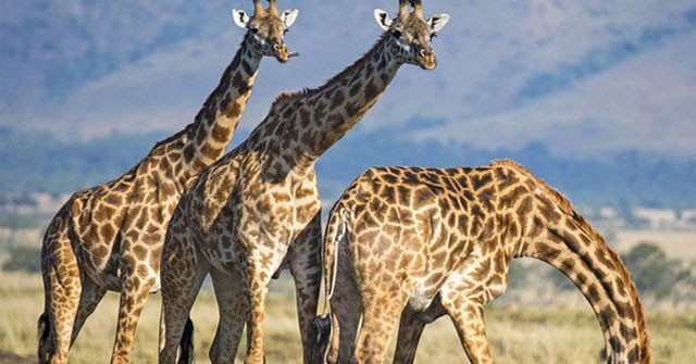 Việc hiểu hơn về hành vi của hươu cao cổ có thể giúp ích cho các nhà khoa học trong việc đảm bảo sự sống sót của loài này. Số lượng hươu cao cổ đã giảm 40% kể từ năm 1985 và được Liên minh Bảo tồn Thiên nhiên Quốc tế liệt vào danh sách nhóm loài dễ bị tổn thương.