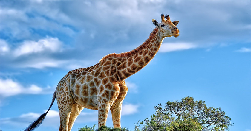 Nghiên cứu cho rằng, hươu cao cổ cái dành tới 30% cuộc đời ở trạng thái "sau sinh sản". Trong đó với loài voi, tỷ lệ này là 23% và với cá voi sát thủ là 35%.