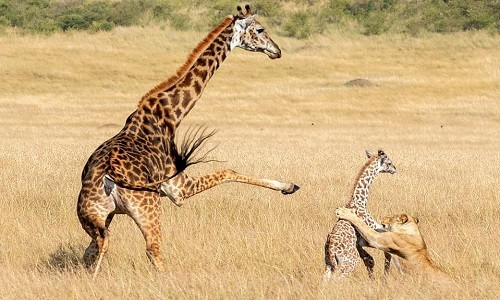 Hiểu biết về loài vật này vẫn còn quá ít ỏi. Các nhà khoa học đang tìm hiểu về nhiều vấn đề khác như cách hươu cao cổ giao tiếp, hươu cao cổ đực có thường sống quá tuổi sinh sản không, và lý do loài này sống theo bầy đàn.