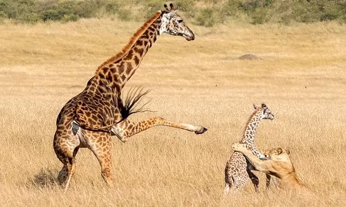 Hiểu biết về loài vật này vẫn còn quá ít ỏi. Các nhà khoa học đang tìm hiểu về nhiều vấn đề khác như cách hươu cao cổ giao tiếp, hươu cao cổ đực có thường sống quá tuổi sinh sản không, và lý do loài này sống theo bầy đàn.
