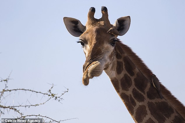 Còn hươu cao cổ đực chỉ có mối quan hệ hợp tác với hươu cao cổ cái, chứ không đóng vai trò gì trong việc nuôi dạy con cái.