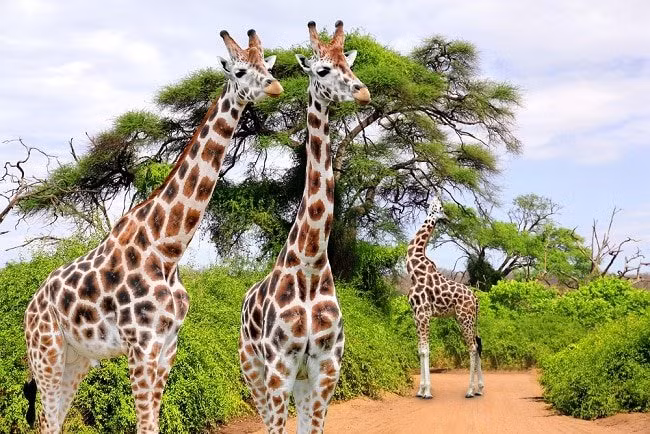 Trong một cuốn sách xuất bản năm 1991, hươu cao cổ được miêu tả là “xa cách về mặt xã hội, không có mối liên kết lâu dài với đồng loại, dù là theo cách bình thường nhất.