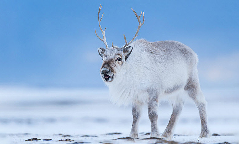 Năm 1952, một người chăn tuần lộc thuộc tộc người Sami, Mike! Utsi, đã đưa một đàn nhỏ từ miền bắc lạnh giá của Thụy Điển đến vùng có khí hậu mát mẻ của dãy núi Cairngorm ở Scotland, như một chương trình nhân giống không chính thức. Đàn gia súc đã tăng lên 150 con trong những năm gần đây, nhưng các nhà nghiên cứu vẫn đang tìm hiểu tác động của chúng đối với môi trường.