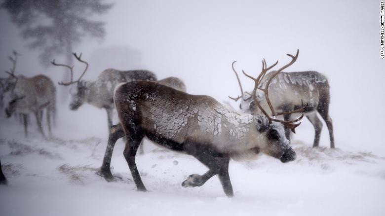Tuần lộc sống ở Scotland cách đây hàng nghìn năm, và trước khi được khoa học "hồi sinh" gần đây, lần cuối cùng người ta nhìn thấy một con tuần lộc trong tự nhiên là vào những năm 1200.