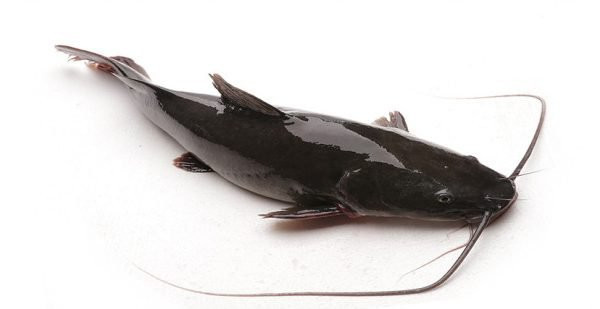 Cá Lăng có tính bình, vị ngọt, có tác dụng thông lợi tiểu. Thịt cá mềm, thơm ngon, ít xương dăm, giàu chất dinh dưỡng, có giá trị kinh tế cao. Con cá lăng khổng lồ này rất hiếm gặp về cân nặng nên được mua với giá hơn 1 triệu/kg. Ảnh: Vinmec.com.