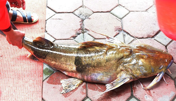 Cá chiên có tên khoa học là Bagarius, sống ở những vùng nước sâu, nhiều ghềnh đá, nước chảy xiết. Cá thường ăn những con cá nhỏ, giá trị dinh dưỡng rất cao, có thể chế biến được nhiều món. Cá này chỉ có 1 xương trụ, không có xương dăm, tỷ lệ thịt rất cao. Cá chiên to và nặng tới 30 kg, dài 1,2m ở miền Bắc thực sự rất hiếm, loài cá này thuộc cấp độ V - nhóm nguy cơ có thể bị tuyệt chủng. Ảnh: Tintuconline.