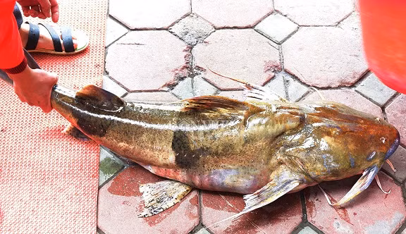 Cá chiên có tên khoa học là Bagarius, sống ở những vùng nước sâu, nhiều ghềnh đá, nước chảy xiết. Cá thường ăn những con cá nhỏ, giá trị dinh dưỡng rất cao, có thể chế biến được nhiều món. Cá này chỉ có 1 xương trụ, không có xương dăm, tỷ lệ thịt rất cao. Cá chiên to và nặng tới 30 kg, dài 1,2m ở miền Bắc thực sự rất hiếm, loài cá này thuộc cấp độ V - nhóm nguy cơ có thể bị tuyệt chủng. Ảnh: Tintuconline.