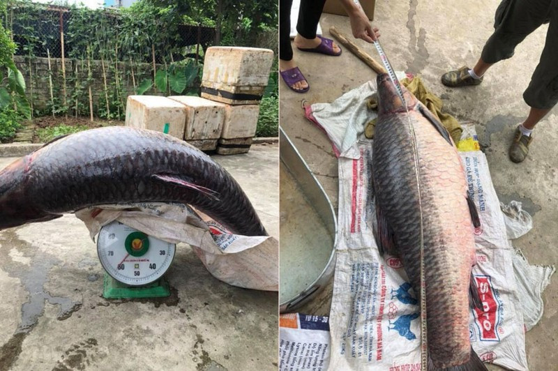 Tại Việt Nam, cá măng thường sống tại sông Đà và từ lâu được người dân chài lưới nơi đây mệnh danh là “thủy quái” vì dài hàng mét, nặng đến 60, 70kg. Cá có dáng thuôn dài dẹp hai bên, vây chẻ khả lớn. Đây là loài cá có đặc tính lang thang khắp nơi để kiếm mồi, bản tính rất hung dữ, bất kì loài cá nào ở khu vực sông Đà cũng có thể trở thành bữa ăn của chúng. Còn theo giới ẩm thực, cá măng thịt rất rắn, thơm ngọt và giàu dinh dưỡng, có giá khoảng trên 300.000 đồng/kg trên thị trường. Ảnh: Vietnamnet.