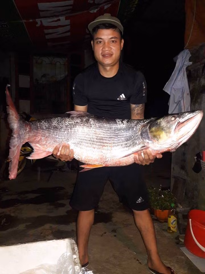 “Thủy quái” hung dữ sa lưới ngư dân. Mới đây nhất, vào chiều 2/7/2018, một nhóm ngư dân đánh lưới trên sông Đà (đoạn chảy qua tỉnh Sơn La) đã bắt được con cá măng khổng lồ nặng 22kg, dài hơn 1m. Con cá măng có màu trắng lấp lánh, vây màu váng óng. Ảnh: Nguyễn Đức.