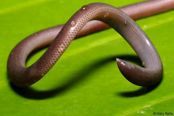 Rắn giun không quá quý hiếm, có thể được bắt gặp tại nhiều nơi ở Việt Nam, từ miền Bắc cho tới miền Nam, thậm chí là ngay tại các thành phố lớn như Hà Nội và TP.HCM.