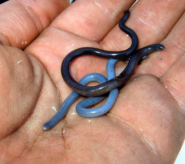 Số lượng loài rắn này hiện tại tương đối ít. Theo các nhà khoa học, có lẽ do đặc điểm sinh tồn riêng và sự sinh sản đơn tính chứ không hẳn do các hoạt động của con người.