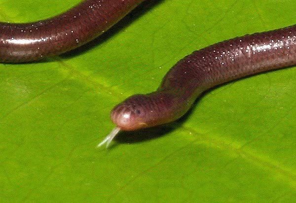 Rắn chủ yếu sống ở các khu vực ẩm ướt, gần các tổ kiến, ổ mối bởi thức ăn chủ yếu của chúng là các ấu trùng, trứng... của kiến, mối.