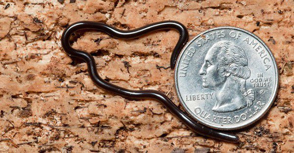 Trong số các loài rắn ở Việt Nam, sinh vật này được gọi là rắn ''không chồng mà chửa'', bởi chúng có khả năng sinh sản đơn tính.