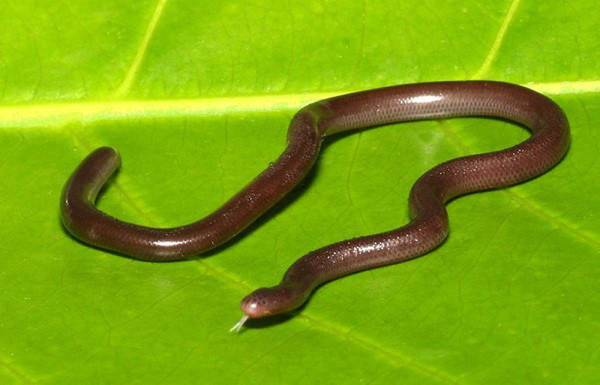 Thoạt nhìn, không ít người lầm tưởng đây là một con giun đất trưởng thành, cho đến khi chiếc lưỡi chẻ đôi đặc trưng của loài rắn thè ra khiến họ giật mình hãi hùng. Trong số những loài rắn ở Việt Nam, có lẽ loài rắn giun tí hon này là đáng chú ý nhất, không chỉ bởi sự quý hiếm mà còn bởi cấu tạo cơ thể, ngoại hình, đặc điểm sinh sản chẳng giống ai.