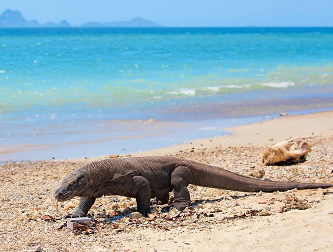 Điều đặc biệt ở rồng Komodo là những con rồng cái có thể sinh sản đơn tính (hay còn gọi là trinh sản), nghĩa là chúng hoàn toàn có thể mang thai và tự thụ tinh cho trứng của mình mà không cần tinh trùng của con đực