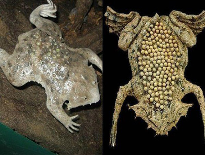 Cóc Surinam (cóc tổ ong) là loài vật bản địa Nam Mỹ, có bề ngoài dẹt, giống như một chiếc lá và da lưng có các lỗ giống như tổ ong. Không chỉ nổi tiếng với ngoài hình kỳ lạ, cóc Surimam còn "nổi danh" là một trong những động vật có cách sinh sản cực "dị" khi "tạo ra em bé" bằng da lưng.