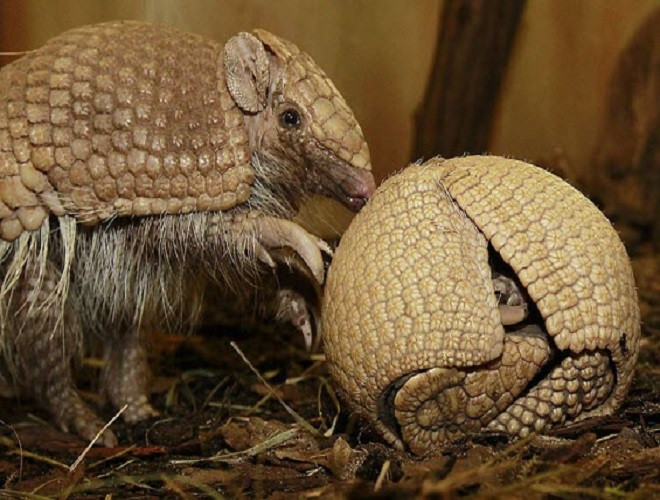 Nếu bình thường thời gian mang thai chỉ mất khoảng 4 tháng, nhưng vì sự trì hoãn đó nên phải 8 tháng sau khi giao phối, những con Tatu non mới được sinh ra.