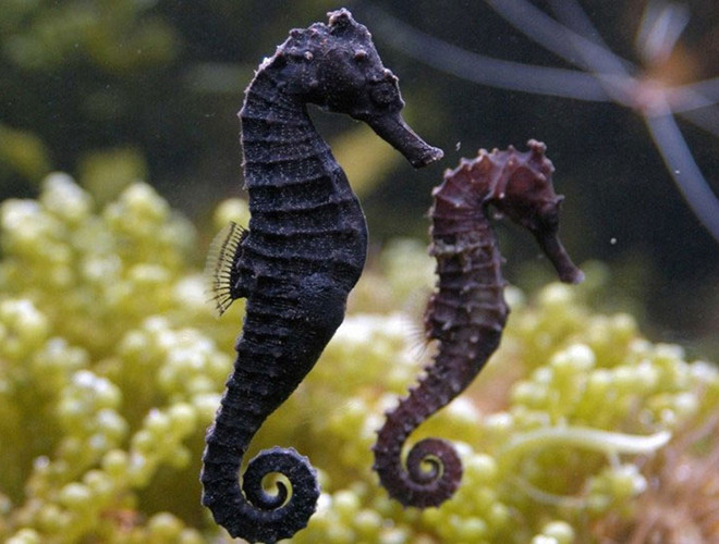 Cá ngựa có tên khoa học là Hippocampus, chúng có họ hàng gần với các loài cá chìa vôi và cá rồng biển vì đặc tính của giống loài này là con đực thường "mang nặng đẻ đau" thay cho con cái.