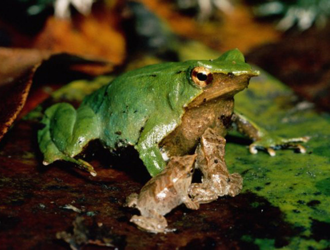 Nghe có vẻ kinh dị nhưng đây là cách ếch Darwin đực bảo vệ đàn con của mình khỏi những nguy hiểm bên ngoài tự nhiên. Nhờ vậy mà ếch Darwin đực xứng đáng với danh hiệu "Ông bố vĩ đại nhất trong thế giới động vật".