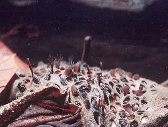 Theo đó, sau khi giao phối, cóc Surinam đực sẽ mang trứng đã thụ tinh để bỏ vào các lỗ trên da lưng của con cái. Những con cóc con sống và phát triển bên dưới lớp da của con mẹ khi còn là những quả trứng. Và đến khi phát triển hoàn toàn, chúng sẽ tự chui ra khỏi lưng cóc mẹ.