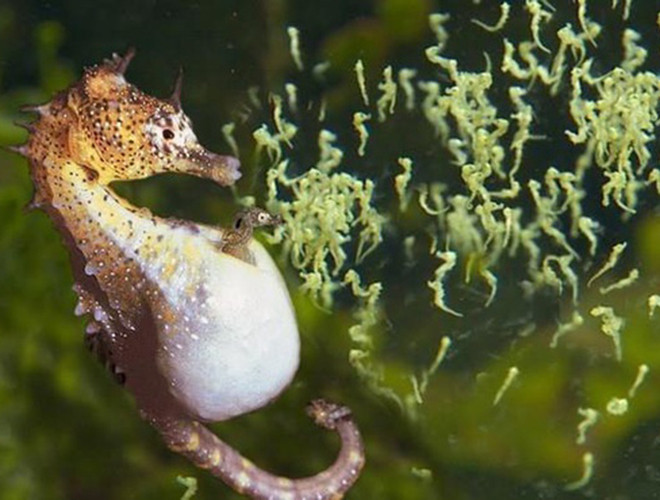 Sau khoảng 10-30 ngày, cá ngựa đực sẽ "sinh" bằng cách giật mạnh cơ bụng để tạo lực đẩy cho cá ngựa con ra ngoài. Một lần như vậy, cá ngựa đực có thể "sinh" từ 10-300 con non (tùy theo từng loài)