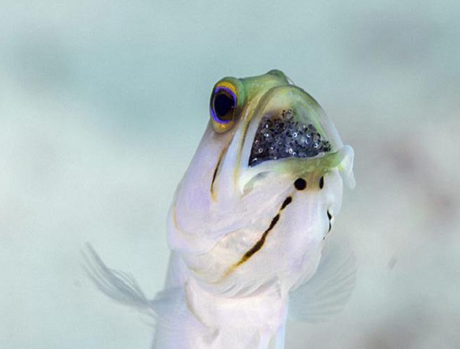 Giai đoạn này, cá đực sẽ nhịn ăn để tránh việc vô tình nuốt trứng vào bụng, do đó chúng bị sụt cân nhanh chóng. Phải chờ đến khi cá con nở ra, cá đực mới có thời gian để ăn và hồi phục sức khỏe.