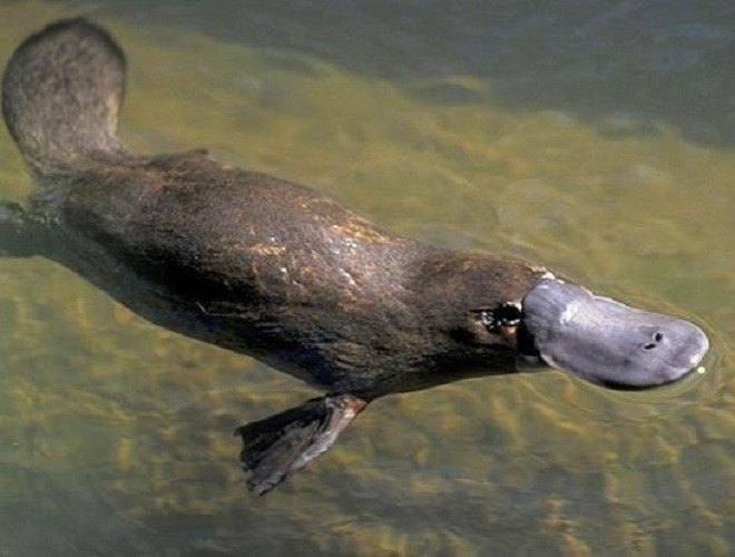 Thú mỏ vịt được xếp vào danh sách những loài vật có hình dáng kỳ dị nhất, bởi chúng sở hữu mỏ như mỏ vịt, đuôi giống hải ly, chân như rái cá. Ngoài ra, loài vật này "dị" hơn khi tuy là động vật có vú nhưng chúng lại đẻ trứng thay vì đẻ con.