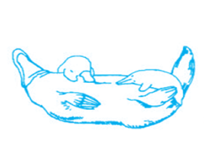 Điều đặc biệt là dù thú mỏ vịt là động vật có vú thuộc bộ Đơn huyệt nhưng lại không có núm vú và không có tuyến vú. Do đó để nuôi con, chúng sẽ nằm ngửa bụng lên trời để phóng sữa qua lỗ chân lông. Thú mỏ vịt con sẽ trèo lên mình mẹ liếm sữa.