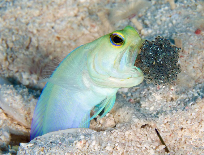 Cá hàm đầu vàng (yellow-headed jawfish) sở hữu một chiếc miệng đa năng nhất trong thế giới đại dương. Vì miệng của loài cá này không chỉ được dùng để kiếm ăn, đào hang mà còn dùng để nuôi con.