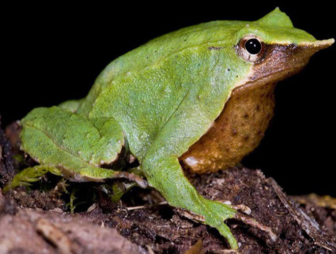 Sau khi nòng nọc thành hình, ếch Darwin đực tiếp tục giữ nòng nọc con trong túi ấp để chúng phát triển hoàn toàn. Trong thời gian ở trong túi, nòng nọc sẽ được nuôi dưỡng bằng chất dịch dưỡng được tiết ra từ thành túi. Khi ếch con đã đủ sức tự lập, ếch đực vận sức để nôn chúng ra qua đường miệng của mình.