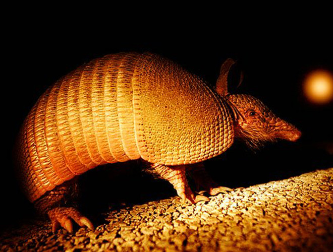 Giống như một số loài động vật có vú khác như gấu và lửng, Tatu có khả năng trì hoãn và giữ một phôi thai trong trạng thái “ngủ đông”. Mục đích là để chờ điều kiện thuận lợi thì Tatu cái mới mang thai