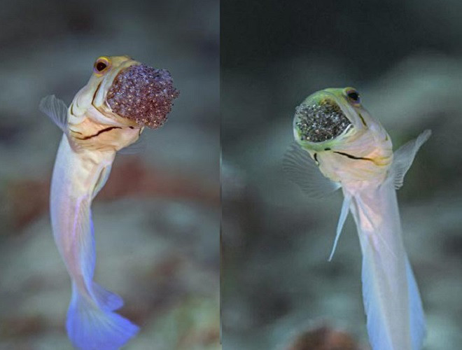 Vào mùa sinh sản, cá cái sẽ đẻ trứng, cá đực sẽ thụ tinh cho trứng và ngậm trứng trong miệng để ấp và bảo vệ cho đến khi trứng nở ra. Trong quá trình ấp trứng, cá đực phải mở miệng để lưu thông nước và cung cấp oxy cho trứng phát triển.